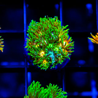 Acid Trip Goni G250