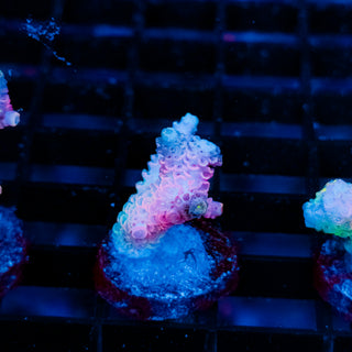 Plasma Blossom Mille 995