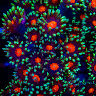 Red Eye Goni G277