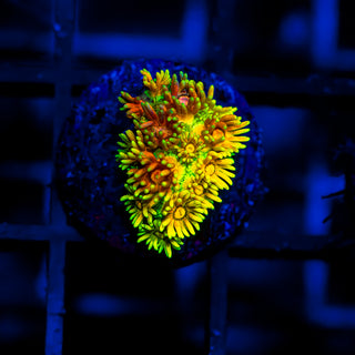 Supernova Goni G369
