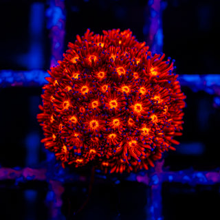 Crimson Goni G300