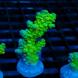 Biohazard Sunburst 736