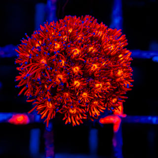 Crimson Goni G299