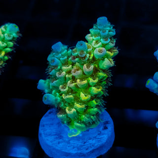 Acid Glow 110