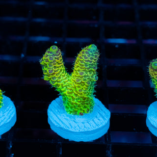 Solar Venom Mille 1095