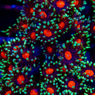 Red Eye Goni G274