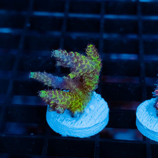 Violet Surge Mille 1061