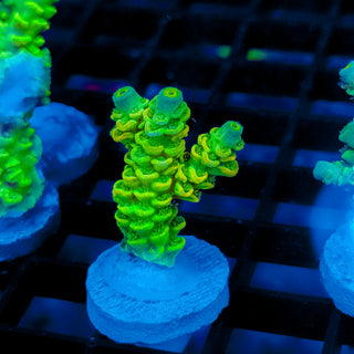 Biohazard Sunburst 735