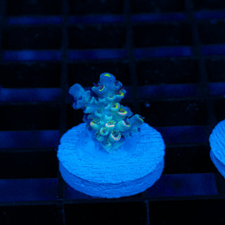 Glowing Phantom 628