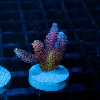 Violet Surge Mille 1060