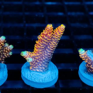 Ember Crown Mille 1025