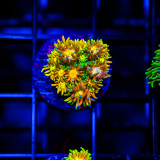 Acid Trip Goni G252