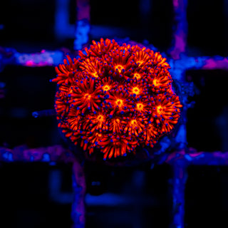 Crimson Goni G301