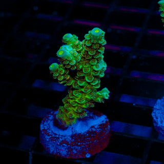Premium Acro 498