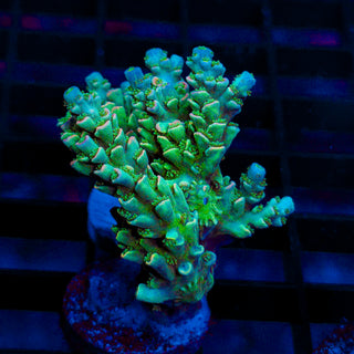 Ultra Acro 495