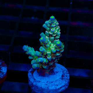 Ultra Acro 493