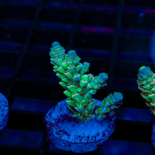Ultra Acro 492