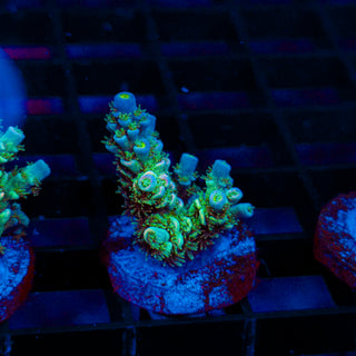 Ultra Acro 490