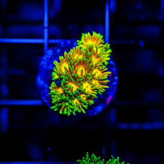 Acid Trip Goni G253
