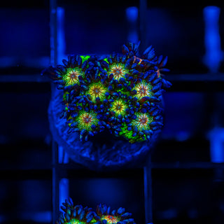 Mistletoe Goni G215