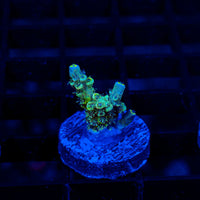 Prism Tide ME399