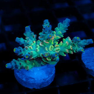Glostick 108
