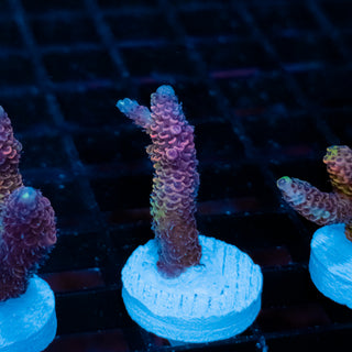 Violet Surge Mille 1059