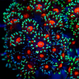 Red Eye Goni G273