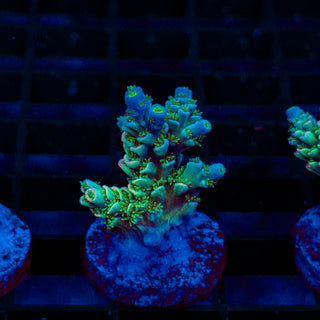 Ultra Acro 487