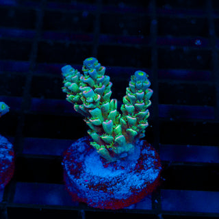 Ultra Acro 486