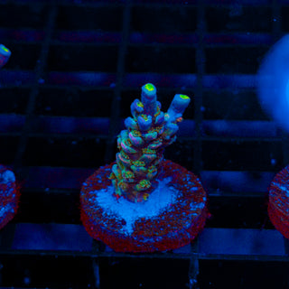 Ultra Acro 484
