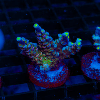 Ultra Acro 482