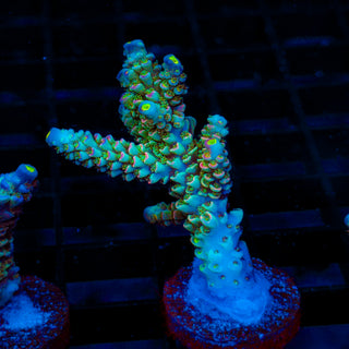 Premium Acro 479