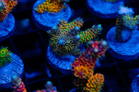 Infernia T712