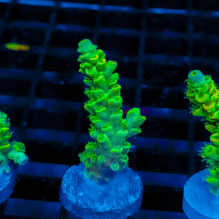 Biohazard Sunburst 732