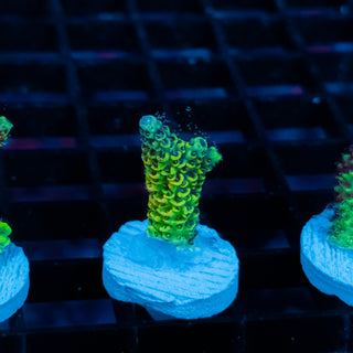 Solar Venom Mille 1093