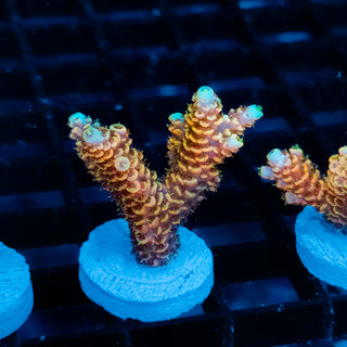 Ember Crown Mille 1023