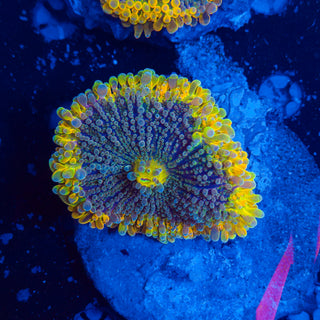 XL Ricordea Mushroom 613