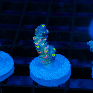 Glowing Phantom 625