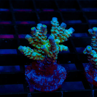 Ultra Acro 476