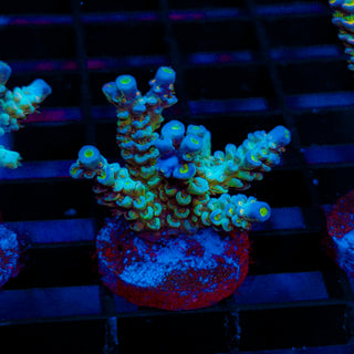 Ultra Acro 475