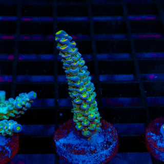 Ultra Acro 474