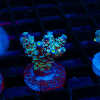 Ultra Acro 470
