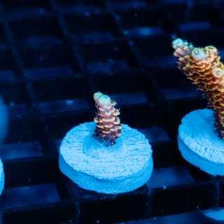 Ember Crown Mille 1022