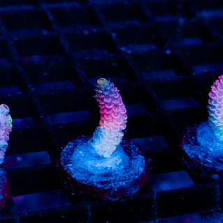 Plasma Blossom Mille 990