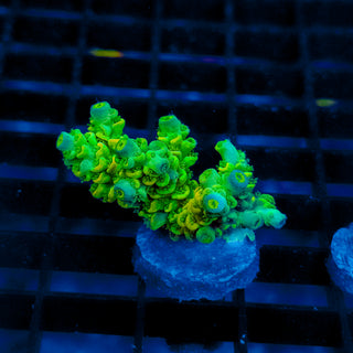 Biohazard Sunburst 731