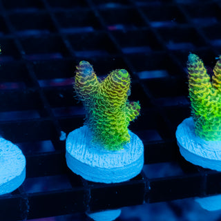 Solar Venom Mille 1091