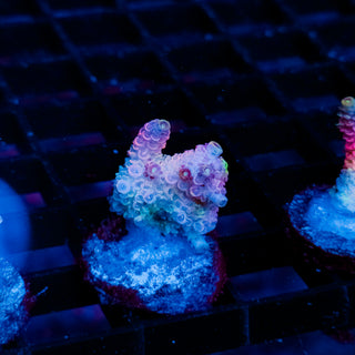 Plasma Blossom Mille 989