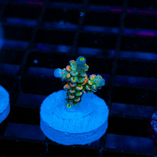 Elite Acro 454