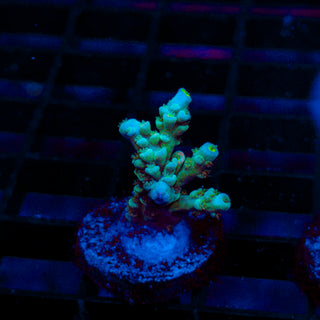 Ultra Acro 453